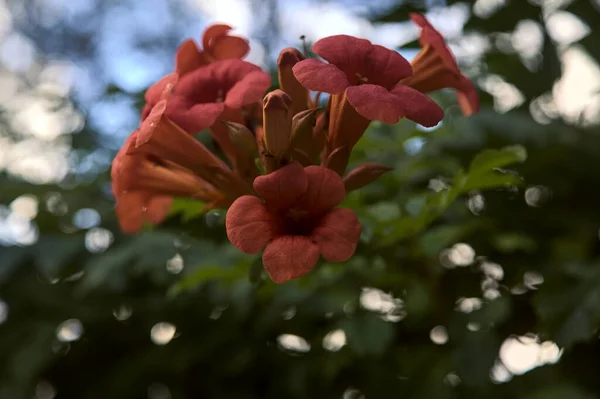 Kwiaty Nasturtu Rozkwicie Bliska — Zdjęcie stockowe