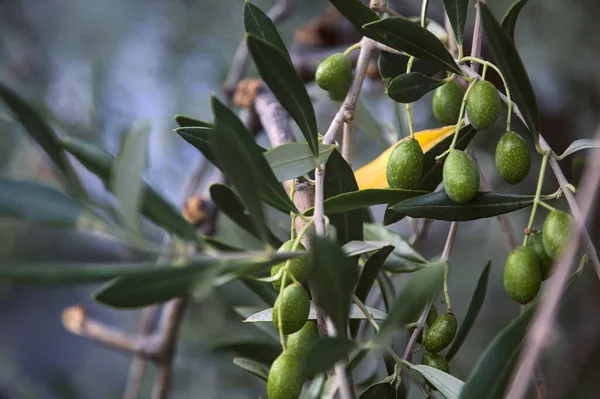 Olivenzweig Mit Reifen Oliven Aus Nächster Nähe — Stockfoto
