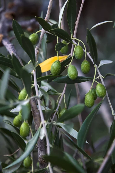 Olivenzweig Mit Reifen Oliven Aus Nächster Nähe — Stockfoto