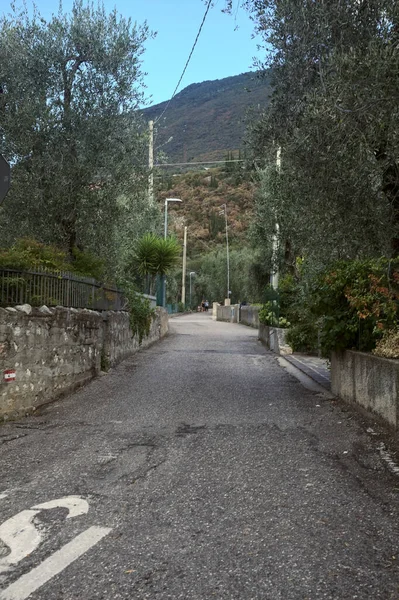 Climbing Side Road Bordered Olive Tree Plantations Summer — Stock Photo, Image