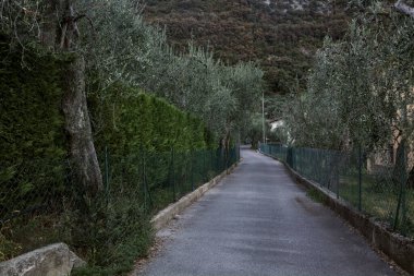 Yaz aylarında zeytin ağaçlarıyla çevrili yan yola tırmanmak