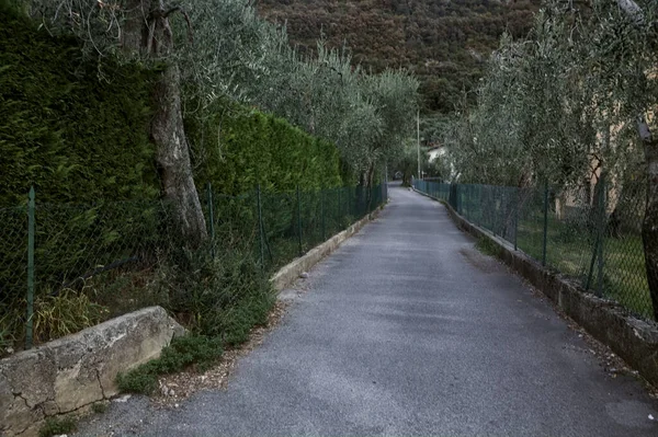 stock image Climbing side road bordered by olive tree plantations in summer