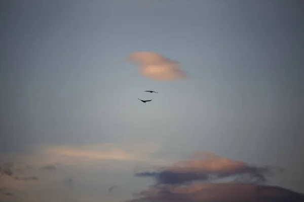 在落日的天空上的海鸥 — 图库照片
