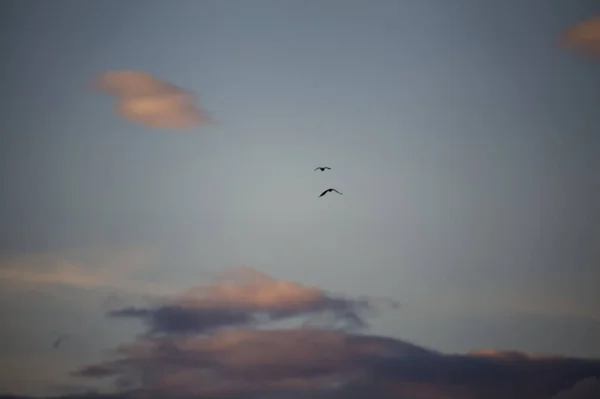 在落日的天空上的海鸥 — 图库照片