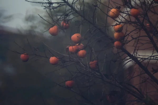 Çıplak Bir Ağaçta Olgunlaşmış Hurma — Stok fotoğraf