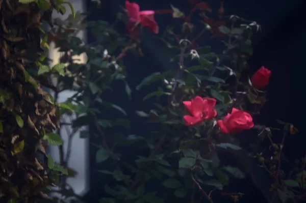 Грунт Покриває Рожеві Троянди Восени — стокове фото