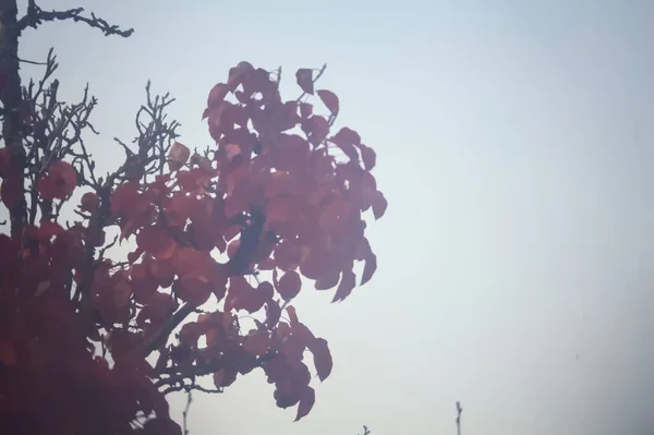 Czerwone Liście Wierzchołku Drzewa Niebem Jako Tłem — Zdjęcie stockowe