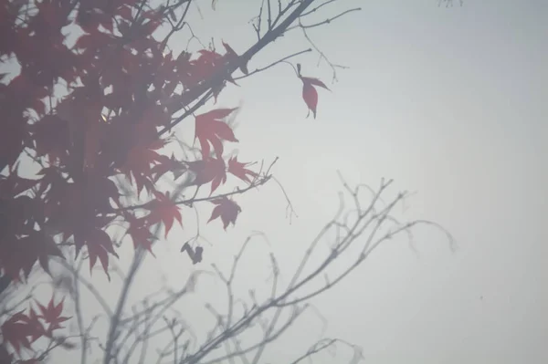 Червоне Листя Вершині Дерева Небом Фон — стокове фото