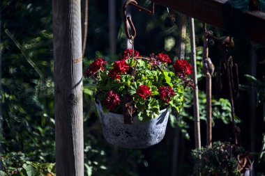 Uzaklardan görülen sardunya saksısı