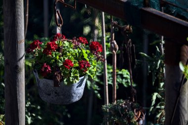 Uzaklardan görülen sardunya saksısı