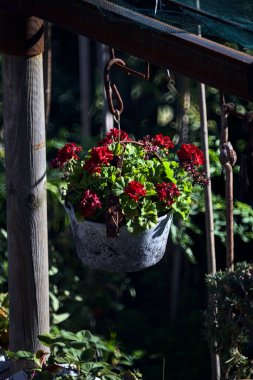 Uzaklardan görülen sardunya saksısı
