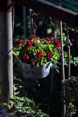 Uzaklardan görülen sardunya saksısı