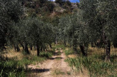 Bulutlu bir günde arka planda dağ sırtı olan zeytin ağacı koruluğu.
