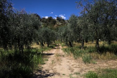Bulutlu bir günde arka planda dağ sırtı olan zeytin ağacı koruluğu.