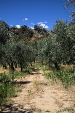 Bulutlu bir günde arka planda dağ sırtı olan zeytin ağacı koruluğu.