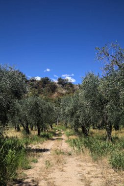 Bulutlu bir günde arka planda dağ sırtı olan zeytin ağacı koruluğu.