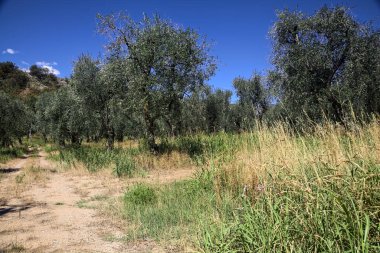 Bulutlu bir günde arka planda dağ sırtı olan zeytin ağacı koruluğu.