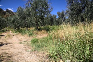 Bulutlu bir günde arka planda dağ sırtı olan zeytin ağacı koruluğu.