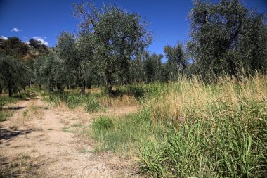 Bulutlu bir günde arka planda dağ sırtı olan zeytin ağacı koruluğu.