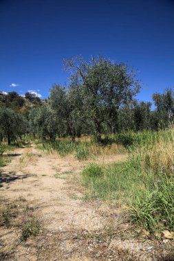 Bulutlu bir günde arka planda dağ sırtı olan zeytin ağacı koruluğu.