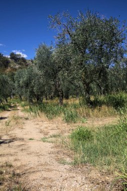 Bulutlu bir günde arka planda dağ sırtı olan zeytin ağacı koruluğu.