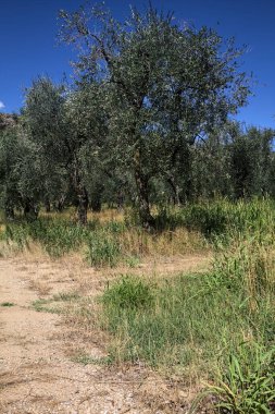 Bulutlu bir günde arka planda dağ sırtı olan zeytin ağacı koruluğu.