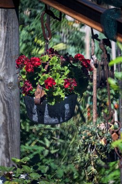 Uzaklardan görülen sardunya saksısı