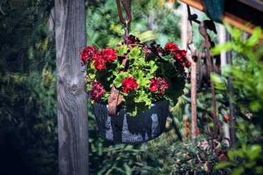 Uzaklardan görülen sardunya saksısı