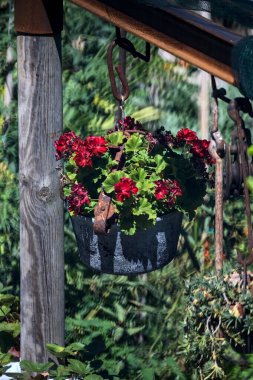 Uzaklardan görülen sardunya saksısı