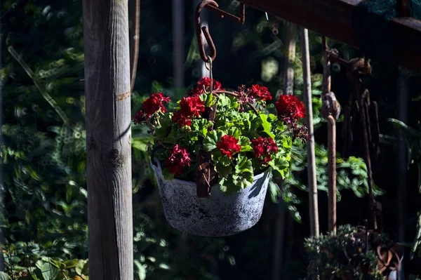 Uzaklardan görülen sardunya saksısı