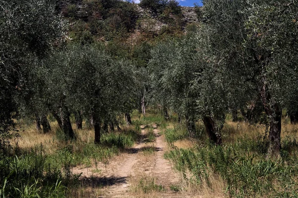 Bulutlu bir günde arka planda dağ sırtı olan zeytin ağacı koruluğu.