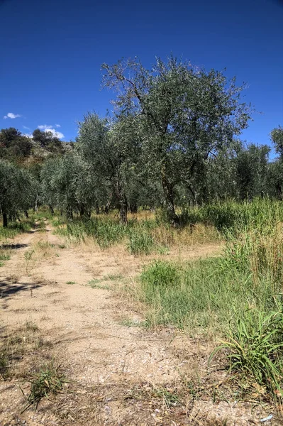Bulutlu bir günde arka planda dağ sırtı olan zeytin ağacı koruluğu.