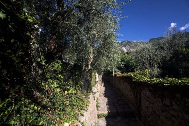 Güneşli bir günde, zeytin ağaçlarının arasında duvarlarla çevrili dar taşlı bir sokak.