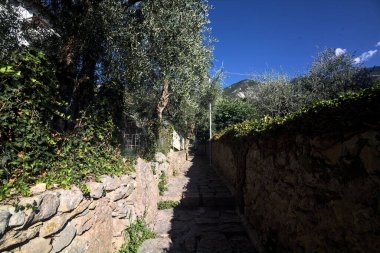 Güneşli bir günde, zeytin ağaçlarının arasında duvarlarla çevrili dar taşlı bir sokak.
