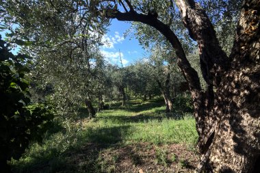 Güneşli bir günde, zeytin ağaçlarının arasında duvarlarla çevrili dar taşlı bir sokak.