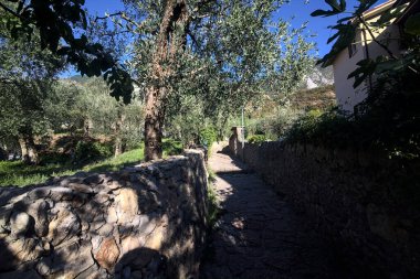 Güneşli bir günde, zeytin ağaçlarının arasında duvarlarla çevrili dar taşlı bir sokak.