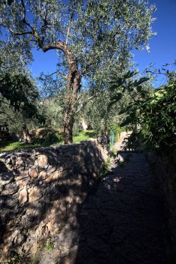 Güneşli bir günde, zeytin ağaçlarının arasında duvarlarla çevrili dar taşlı bir sokak.