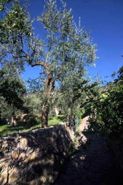 Güneşli bir günde, zeytin ağaçlarının arasında duvarlarla çevrili dar taşlı bir sokak.