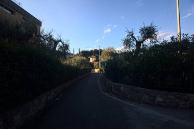 Yaz aylarında zeytin ağaçlarıyla çevrili yan yola tırmanmak