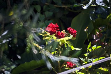 Çalının içinde açan kırmızı gül yakından görülüyor.