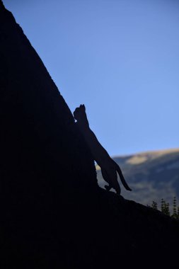 Taş duvarın tepesinde koşan kedi ve fare şeklinde heykeller.