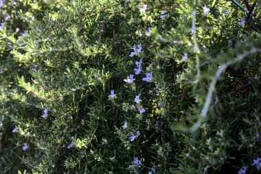 Güneşli bir günde zeytin ağaçları