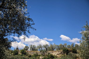 Bulutlu bir günde arka planda dağ sırtı olan zeytin ağacı koruluğu.
