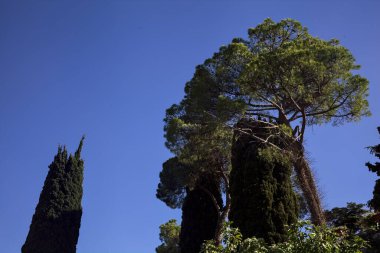 Deniz çamı ve arka planda açık gökyüzü olan ağaçlar