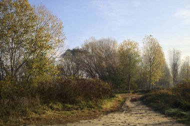 Sonbaharda huş ağacı koruluğunda dar bir patikaya giden toprak yol.