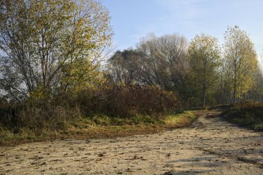 Sonbaharda huş ağacı koruluğunda dar bir patikaya giden toprak yol.