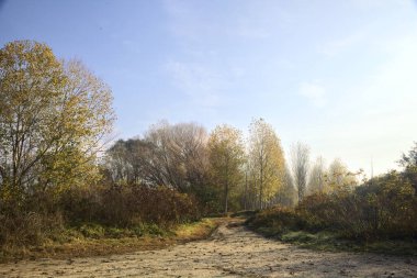 Sonbaharda huş ağacı koruluğunda dar bir patikaya giden toprak yol.