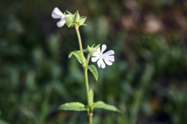 Yakından görülen bir sapta beyaz çiçekler