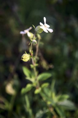 Yakından görülen bir sapta beyaz çiçekler