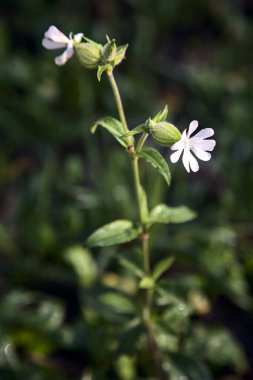 Yakından görülen bir sapta beyaz çiçekler